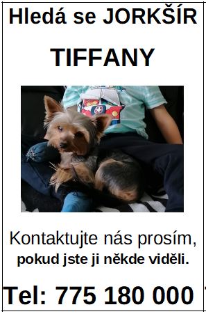 Hledá se ztracený Jorkšír 1